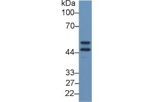 Detection of APOH in Canine Lung lysate using Polyclonal Antibody to Apolipoprotein H (APOH)
