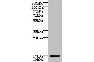 Western blot All lanes: LMO3 antibody at 6 μg/mL + Hela whole cell lysate Secondary Goat polyclonal to rabbit IgG at 1/10000 dilution Predicted band size: 17, 20, 18, 19 kDa Observed band size: 17 kDa (LMO3 anticorps  (AA 1-145))