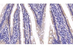 Detection of LDHB in Rat Small intestine Tissue using Polyclonal Antibody to Lactate Dehydrogenase B (LDHB)