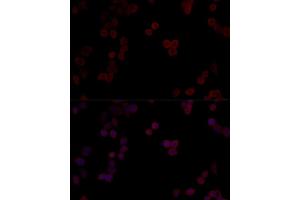 Immunofluorescence analysis of HeLa cells using PPP5C Polyclonal Antibody (ABIN6128492, ABIN6146110, ABIN6146111 and ABIN6215406) at dilution of 1:100 (40x lens).