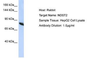 Host: Rabbit Target Name: NDST2 Sample Type: HepG2 Whole Cell lysates Antibody Dilution: 1. (NDST2 anticorps  (C-Term))
