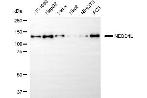 anti-E3 ubiquitin-protein ligase NEDD4-like (NEDD4L) antibody