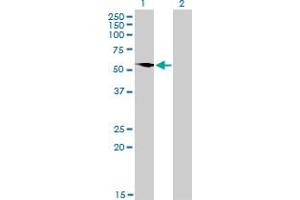 Western Blot analysis of G3BP expression in transfected 293T cell line by G3BP monoclonal antibody (M01), clone 2F3.