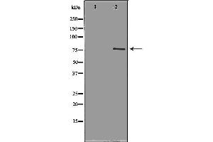 Western blot analysis of Hepg2 whole cell lysates, using PRKG1 Antibody.