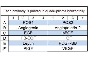 Image no. 1 for Human Angiogenesis Array Q1 (ABIN625701) (Humain Angiogenesis Array Q1)