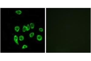 Immunofluorescence analysis of A549 cells, using MRPL32 Antibody.