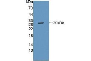 CRISP1 Antikörper  (AA 20-244)