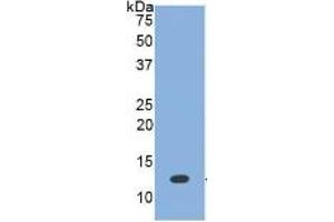 WB of Protein Standard: different control antibodies  against Highly purified E. (BMP7 Kit ELISA)