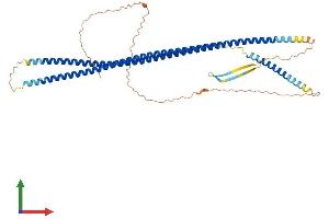AlphaFold protein structure predicition of Mouse Recombinant Krt14 Protein, UniprotID Q61781