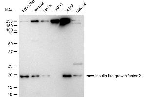 Western blotting analysis using Insulin like growth factor 2 antibody (ABIN7799049).