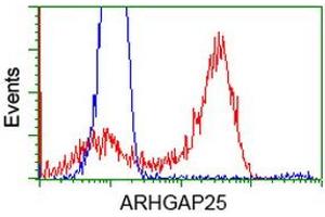 Image no. 5 for anti-rho GTPase Activating Protein 25 (ARHGAP25) antibody (ABIN1496706) (ARHGAP25 anticorps)