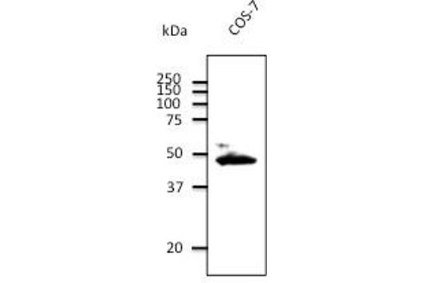 Connexin 43/GJA1 anticorps  (C-Term)