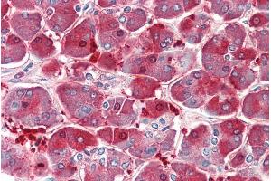 anti-X-Prolyl Aminopeptidase (Aminopeptidase P) 1, Soluble (XPNPEP1) (C-Term) antibody