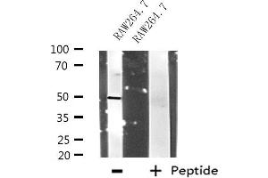 Western blot analysis of extracts from RAW264. (RNF14 anticorps  (N-Term))
