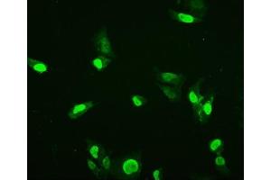 IF analysis of HMGB3 using anti-HMGB3 antibody (ABIN7603126). (HMGB3 anticorps  (N-Term))