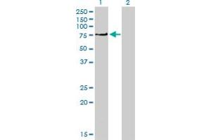 Western Blot analysis of PRKCI expression in transfected 293T cell line by PRKCI monoclonal antibody (M01), clone 1G11.