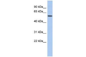 WB Suggested Anti-EBF2 Antibody Titration:  0. (EBF2 anticorps  (Middle Region))