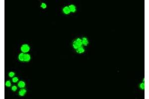 Anti-BCL2L1 mouse monoclonal antibody (ABIN2452380) immunofluorescent staining of COS7 cells transiently transfected by pCMV6-ENTRY BCL2L1 (RC201314). (BCL2L1 anticorps  (AA 1-212))