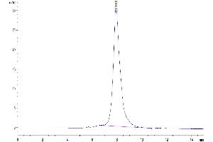 The purity of Human CLEC9A is greater than 95 % as determined by SEC-HPLC.