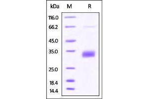 Biotinylated Human CD40, His Tag on SDS-PAGE under reducing (R) condition.