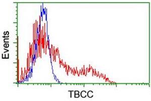 HEK293T cells transfected with either RC203563 overexpress plasmid (Red) or empty vector control plasmid (Blue) were immunostained by anti-TBCC antibody (ABIN2455773), and then analyzed by flow cytometry. (TBCC anticorps)