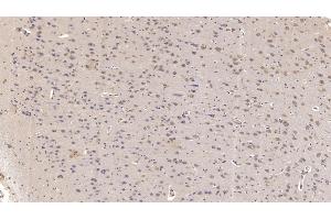 Detection of SIGLEC10 in Human Cerebrum Tissue using Monoclonal Antibody to Sialic Acid Binding Ig Like Lectin 10 (SIGLEC10)