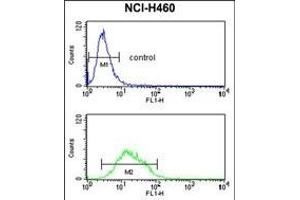 KCNJ2 Antibody (C-term) (ABIN390913 and ABIN2841116) flow cytometry analysis of NCI- cells (bottom histogram) compared to a negative control cell (top histogram).