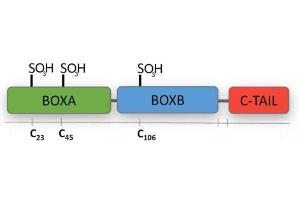 Terminally oxidized-HMGB1 has all the cysteines oxidized to sulfonates and has no activity, either as a chemoattractant or in cytokine stimulation.