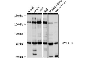 Western blot analysis of extracts of various cell lines, using XPNPEP3 Rabbit pAb  at 1:1000 dilution. (XPNPEP3 anticorps  (AA 1-250))