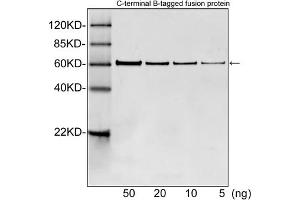Western blot analysis of B tagged fusion proteins expressed in E. (B Tag anticorps)
