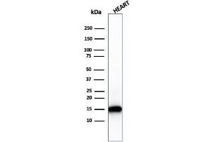 anti-Cytochrome C, Somatic (CYCS) (AA 1-80) antibody
