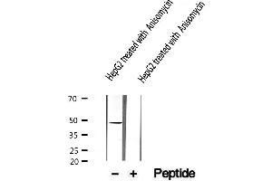 Western blot analysis of extracts from HepG2, using IKK-γ (Phospho-Ser85) Antibody.