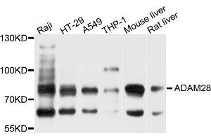 Western blot analysis of extract of various cells, using ADAM28 antibody.