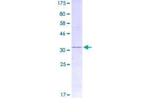 Image no. 1 for Phosphatidylinositol Glycan Anchor Biosynthesis, Class Y (PIGY) (AA 1-71) protein (GST tag) (ABIN2752890)