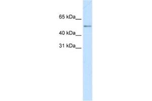 Western Blotting (WB) image for anti-Myc Proto-Oncogene protein (MYC) antibody (ABIN2463685) (c-MYC anticorps)