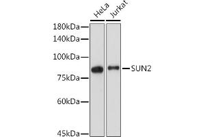Western blot analysis of extracts of various cell lines, using SUN2 antibody (ABIN7270135) at 1:2000 dilution. (SUN2 anticorps)