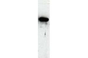 Western Blot of Cell lysate from Human using PADI antibody Cat. (Peptidylarginine Deiminase anticorps)