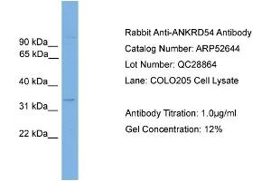WB Suggested Anti-ANKRD54  Antibody Titration: 0. (ANKRD54 anticorps  (Middle Region))