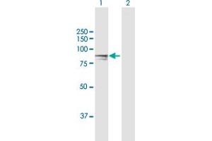 Western Blot analysis of H6PD expression in transfected 293T cell line by H6PD MaxPab polyclonal antibody.