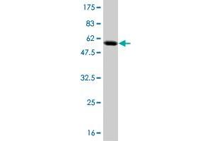 Western Blot detection against Immunogen (54. (TAZ anticorps  (AA 1-262))