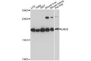 Western blot analysis of extracts of various cell lines, using LMO2 antibody. (LMO2 anticorps  (AA 1-158))