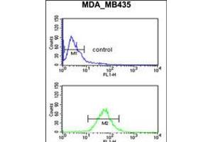 Flow cytometric analysis of MDA-MB435 cells (bottom histogram) compared to a negative control cell (top histogram). (GnRH2 anticorps  (AA 26-53))