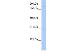 HNRNPU antibody used at 1 ug/ml to detect target protein. (HNRNPU anticorps)