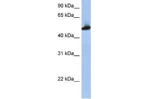 Western Blotting (WB) image for anti-Tubulin, beta 2A (TUBB2A) antibody (ABIN2458477) (TUBB2A anticorps)