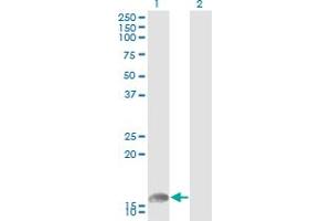 Western Blot analysis of UBE2L6 expression in transfected 293T cell line by UBE2L6 monoclonal antibody (M01), clone 2F12-1F4.