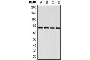 Western blot analysis of PAK6 expression in HeLa (A), LOVO (B), mouse brain (C), rat brain (D) whole cell lysates. (PAK6 anticorps  (C-Term))