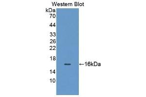 Detection of Recombinant GDF11, Human using Polyclonal Antibody to Growth Differentiation Factor 11 (GDF11)