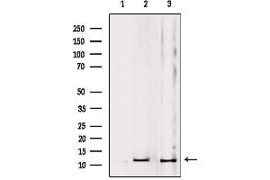 Western blot analysis of extracts from various samples, using MRPL53 Antibody.