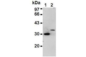 Western Blotting (WB) image for anti-His Tag antibody (ABIN1105145)