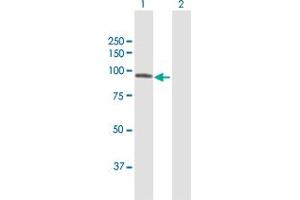 Western Blot analysis of ELF1 expression in transfected 293T cell line by ELF1 MaxPab polyclonal antibody.